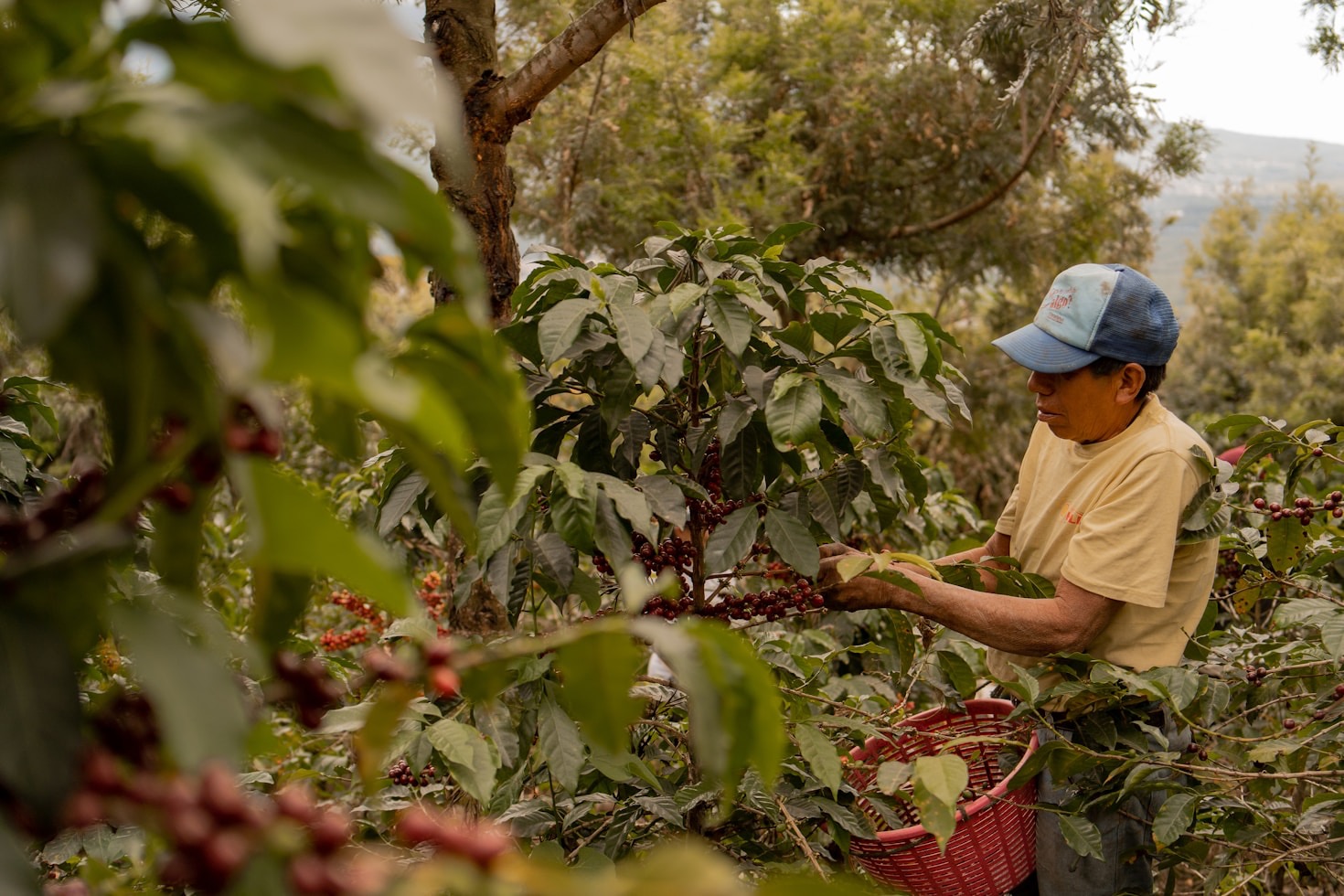 Revitalizing Lands: Argopuro’s Coffee Mission