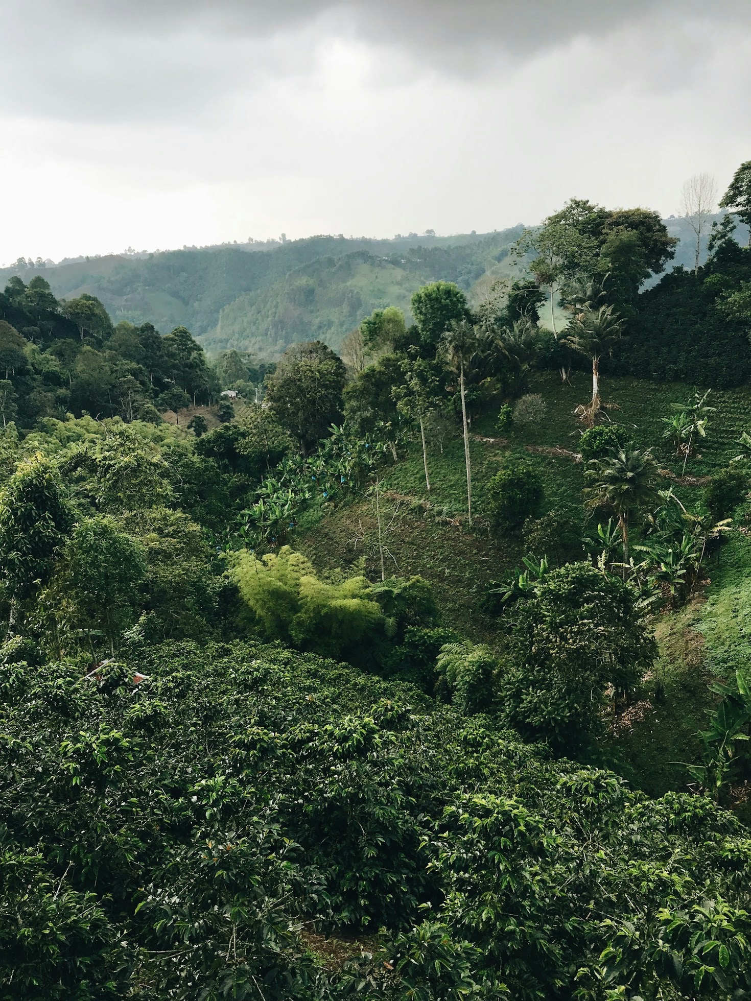 The Impact of Free Education on Coffee Farmers