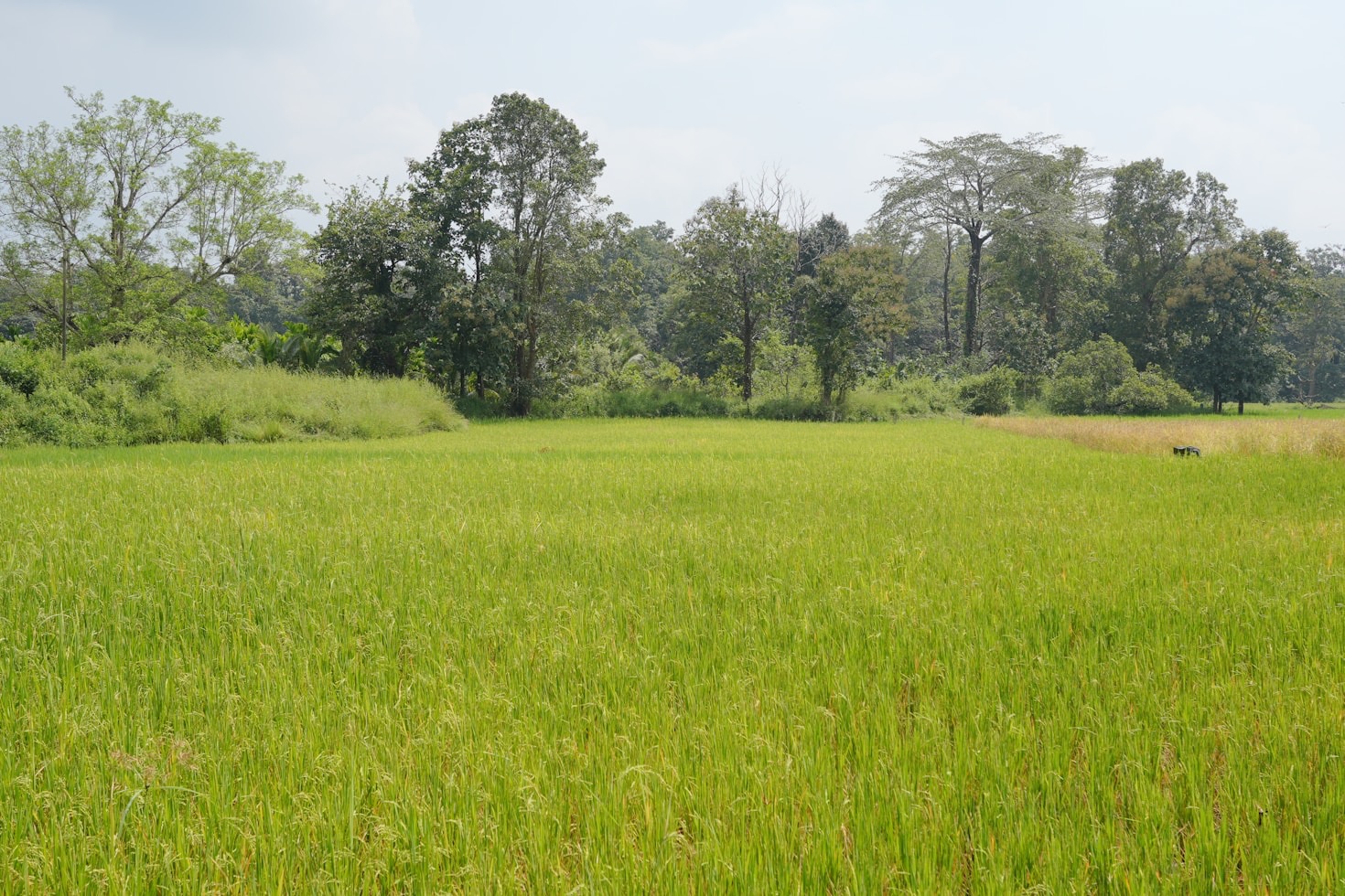 Exploring Argopuro: A Haven for Coffee Lovers