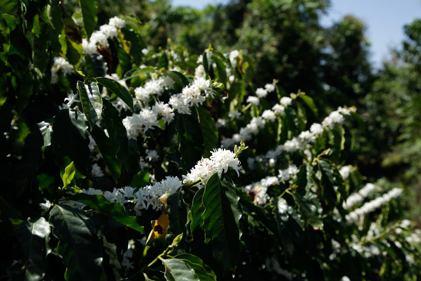 700,000 Trees and Counting: Coffee Sustainability